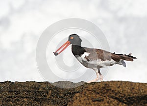 American Oystercatcher