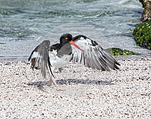 American Oystercatcher