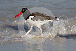 American Oystercatcher