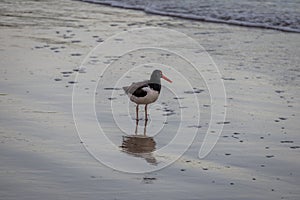 American oystercatcher - Balneario Camboriu, Santa Catarina, Brazil