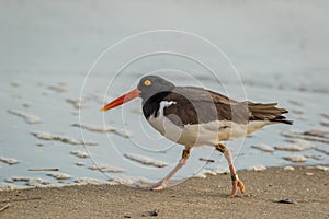 American Oystercatcher with bands, number 38, walks along the beach at daybreak in Cape May, NJ