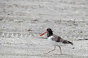 American Oystercatcher on Beach in Stone Harbor, New Jersey