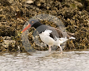 American oystercatcher, binomial name Haematopus palliatus, foraging for food in shallow water in Chokoloskee Bay in Florida.