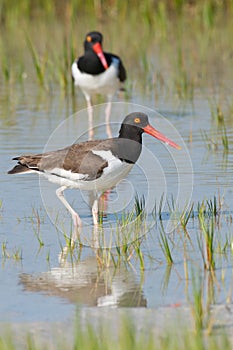 American Oystercatcher in blue water