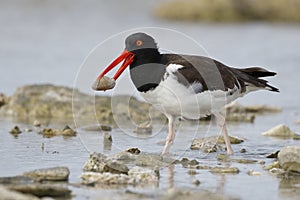 American Oystercatcher catching a in a rocky tidal pool