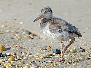 American Oystercatcher Chick