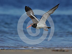 American Oystercatcher in flight