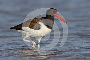 American Oystercatcher foraging in a Florida tidal pool