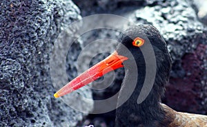 American Oystercatcher in the Galapagos