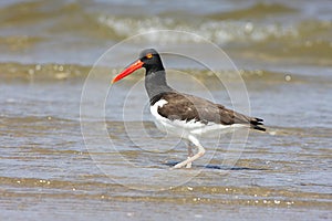 American Oystercatcher (Haematopus palliatus)