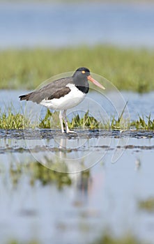 American Oystercatcher, Haematopus palliatus