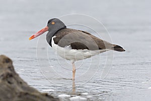 American Oystercatcher (Haematopus palliatus