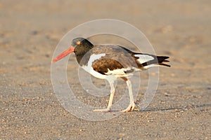 American Oystercatcher (Haematopus palliatus)