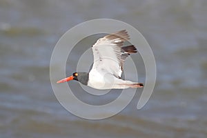 American Oystercatcher (Haematopus palliatus)