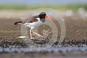 American Oystercatcher (Haematopus palliatus)