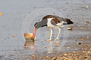 American Oystercatcher (Haematopus palliatus)