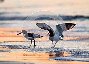 American Oystercatcher couple are banded as they mate and forage on the beach at sunrise in Cape May, NJ