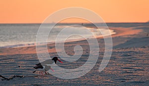 American Oystercatcher couple forage on the beach at sunset in Cape May, NJ