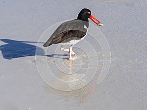 American oystercatcher, Haematopus palliatus, fish in crustacean sand, Santa Cruz, Galapagos, Ecuador.