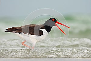 American Oystercatcher, Haematopus palliatus, water bird in the wave, with open red bill, Florida, USA