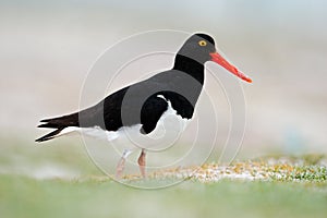 American Oystercatcher, Haematopus palliatus, water bird in the wave, with open red bill, Florida, USA. Wildlife scene from nature