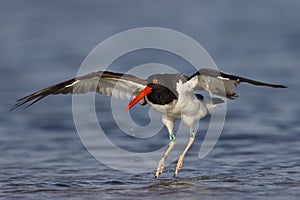 American Oystercatcher landing in a shallow lagoon - Florida