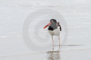 American Oystercatcher Looking for Food