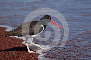 American Oystercatcher looking for food on the beach