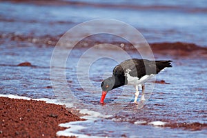 American Oystercatcher looking for food on the beach