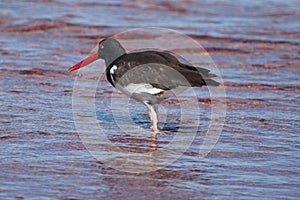 American Oystercatcher looking for food on the beach