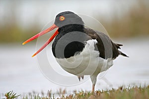 American oystercatcher with open mouth