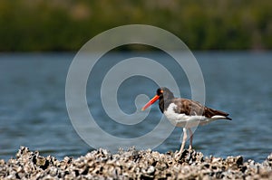 An American oystercatcher on an oyster bar