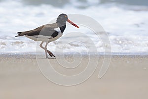 American Oystercatcher by the Pacific ocean