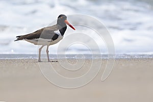 American Oystercatcher on a sandy beach