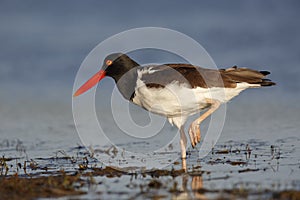 American Oystercatcher standing on one leg - Florida