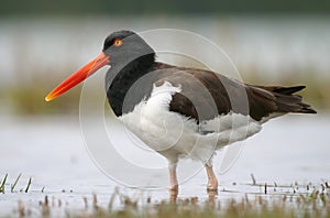 American oystercatcher standing in water