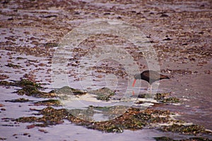 American oystercatcher walking in tide pools