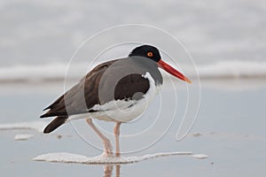 American Oystercatcher walks along the beach at sunrise in Cape May, NJ