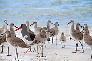 American Oystercatcher And Willets