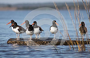 American Oystercatchers