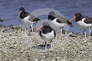 American Oystercatchers on Barnacle Bar