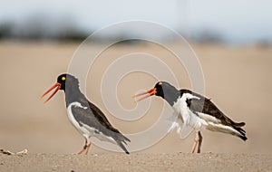 American Oystercatchers on the the beach on a sunny morning in Cape May, NJ