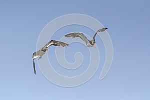 American Oystercatchers flying low overhead