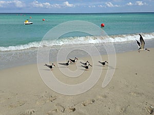 American Oystercatchers at South Beach in Miami.