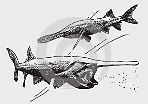 American paddlefish polyodon spathula swimming with wide open mouth, in order to eat zooplankton