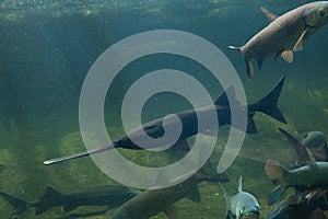 American paddlefish (Polyodon spathula).