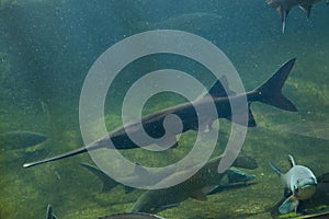American paddlefish (Polyodon spathula).