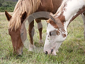 American pain horse and Hispano breton grazing on a summer field. photo