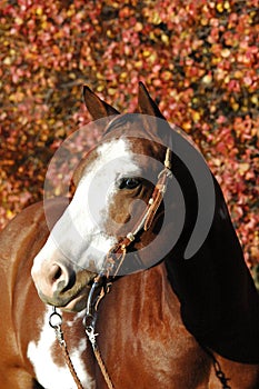 American Paint Horse