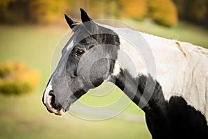 American Paint Horse in an autumn meadow